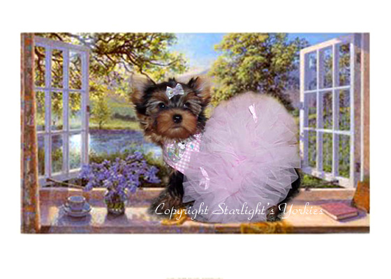 yorkie puppies for sale, yorkshire terrier, texas, party yorkies, parti yorkies, yorkie puppies for sale, yorky puppies, yorky breeder, yorkie breeder, teacup yorky,teacup