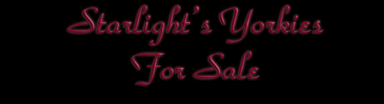yorky for sale,  yorky breeder, yorkies for sale, yorkies for sale tx, yorkies for sale ca, yorkshire terrier for sale , yorkie puppies for sale co, t cup yorkies for sale , apple head yorkies for sale , parti yorkies for sale, parti puppies , parti yorkies for sale, party yorkies for sale , party yorkshire terrier , parti maltese, parti yorkies, parti tcup yorkies for sale, parti puppies, yorkies for sale, 