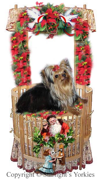 Yorkies for sale in texas, baby doll yorkies party yorkies, parti yorkies, yorkie puppies for sell, yorky for sale, yorky breeder, 