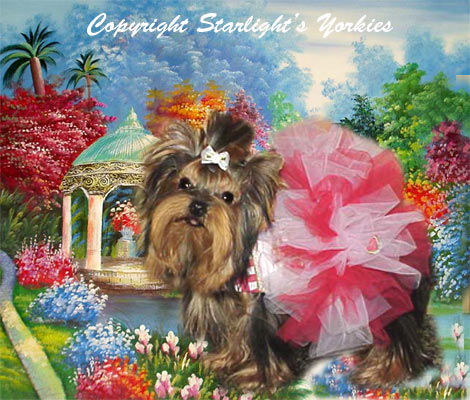 yorkies for sale, maltese for sale, parti yorkies ,party  yorkies, dog tutu, dog dress, dog clothes, akc yorkies, akc maltese ,baby doll face yorkies for sale, baby doll face maltese for sale, apple head yorkies, apple head maltese for sale, tiny yorkies, tiny maltese, yorky breeder, yorky puppies, akc maltese for sale tx,yorkies for sale ca, yorkies for sale co,yorkies for sale mex, yorkies for  sale  ga, apple head yorkies, yorkshire terrier  for sale, yorkshire terrier for sale , torkshire terrier  puppies for sale, yorkshire terrier , baby doll maltese, parti yorkies, parti yorkshire terrier, parti yorkies for sale, akc maltese, yorkies ofr sale, yorkies  for sale tx, yorkies  for sale  canada,
