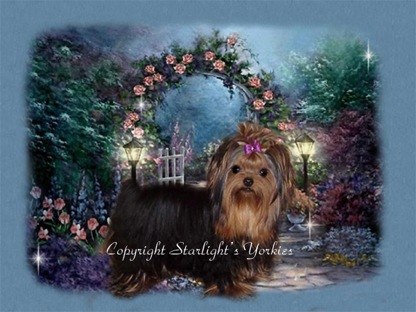 yorkie puppies for sale, yorkshire terrier, texas, party yorkies, parti yorkies, yorkie puppies for sale, yorky puppies, yorky breeder, yorkie breeder, teacup yorky,teacup