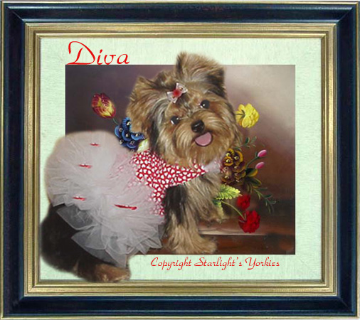 yorkies for sale, maltese for sale, parti yorkies ,party  yorkies, dog tutu, dog dress, dog clothes, akc yorkies, akc maltese ,baby doll face yorkies for sale, baby doll face maltese for sale, apple head yorkies, apple head maltese for sale, tiny yorkies, tiny maltese, yorky breeder, yorky puppies, akc maltese for sale tx,yorkies for sale ca, yorkies for sale co,yorkies for sale mex, yorkies for  sale  ga, apple head yorkies, yorkshire terrier  for sale, yorkshire terrier for sale , torkshire terrier  puppies for sale, yorkshire terrier , baby doll maltese, parti yorkies, parti yorkshire terrier, parti yorkies for sale, akc maltese, yorkies ofr sale, yorkies  for sale tx, yorkies  for sale  canada,