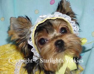 Yorkies for sale in texas, baby doll yorkies party yorkies, parti yorkies, yorkie puppies for sell, yorky for sale, yorky breeder, 