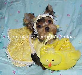 Yorkies for sale in texas, baby doll yorkies party yorkies, parti yorkies, yorkie puppies for sell, yorky for sale, yorky breeder, 