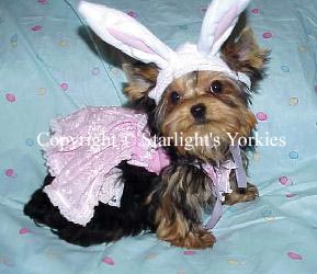 Yorkies for sale in texas, baby doll yorkies party yorkies, parti yorkies, yorkie puppies for sell, yorky for sale, yorky breeder, 