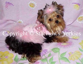 Yorkies for sale in texas, baby doll yorkies party yorkies, parti yorkies, yorkie puppies for sell, yorky for sale, yorky breeder,