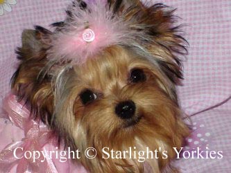 Yorkies for sale in texas, baby doll yorkies party yorkies, parti yorkies, yorkie puppies for sell, yorky for sale, yorky breeder, 