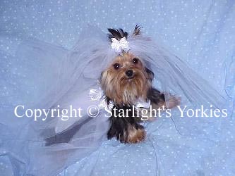 Yorkies for sale in texas, baby doll yorkies party yorkies, parti yorkies, yorkie puppies for sell, yorky for sale, yorky breeder, 