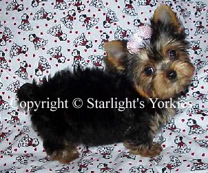 Yorkies for sale in texas, baby doll yorkies party yorkies, parti yorkies, yorkie puppies for sell, yorky for sale, yorky breeder,