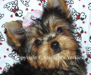 Yorkies for sale in texas, baby doll yorkies party yorkies, parti yorkies, yorkie puppies for sell, yorky for sale, yorky breeder, 