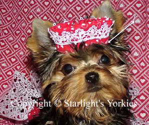 Yorkies for sale in texas, baby doll yorkies party yorkies, parti yorkies, yorkie puppies for sell, yorky for sale, yorky breeder, 
