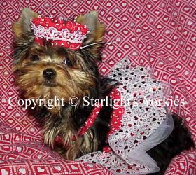 Yorkies for sale in texas, baby doll yorkies party yorkies, parti yorkies, yorkie puppies for sell, yorky for sale, yorky breeder, 