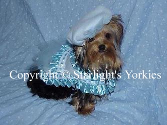 Yorkies for sale in texas, baby doll yorkies party yorkies, parti yorkies, yorkie puppies for sell, yorky for sale, yorky breeder, 