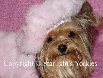 Yorkies for sale in texas, baby doll yorkies party yorkies, parti yorkies, yorkie puppies for sell, yorky for sale, yorky breeder, 