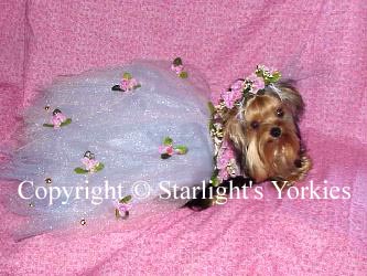 Yorkies for sale in texas, baby doll yorkies party yorkies, parti yorkies, yorkie puppies for sell, yorky for sale, yorky breeder, 
