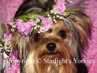 Yorkies for sale in texas, baby doll yorkies party yorkies, parti yorkies, yorkie puppies for sell, yorky for sale, yorky breeder, 