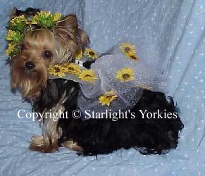 Yorkies for sale in texas, baby doll yorkies party yorkies, parti yorkies, yorkie puppies for sell, yorky for sale, yorky breeder, 