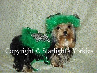 Yorkies for sale in texas, baby doll yorkies party yorkies, parti yorkies, yorkie puppies for sell, yorky for sale, yorky breeder, 