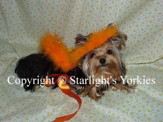 Yorkies for sale in texas, baby doll yorkies party yorkies, parti yorkies, yorkie puppies for sell, yorky for sale, yorky breeder, 
