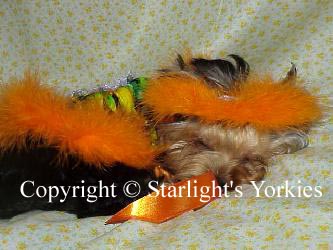 Yorkies for sale in texas, baby doll yorkies party yorkies, parti yorkies, yorkie puppies for sell, yorky for sale, yorky breeder, 