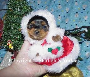 Yorkies for sale in texas, baby doll yorkies party yorkies, parti yorkies, yorkie puppies for sell, yorky for sale, yorky breeder, 