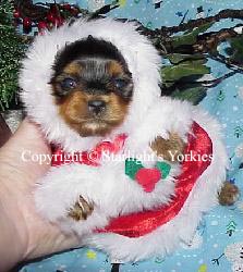 Yorkies for sale in texas, baby doll yorkies party yorkies, parti yorkies, yorkie puppies for sell, yorky for sale, yorky breeder, 