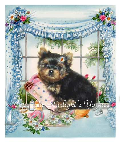 yorkie for sale, texas,dal