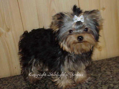 yorkie for sale, texas,dall