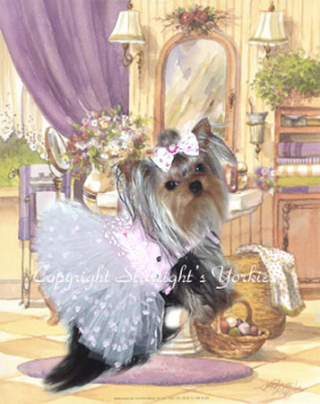 yorkie for sale, texas,dallas,ft worth,breeder,yorky,maltese,party yorkies,yorkshire terrier,tea cup,puppies,baby doll face
