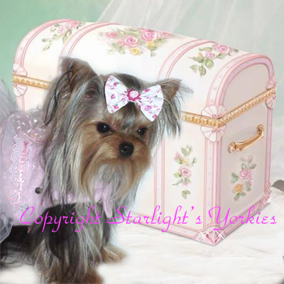 yorkie puppies for sale, yorkshire terrier, texas, party yorkies, parti yorkies, yorkie puppies for sale, yorky puppies, yorky breeder, yorkie breeder, teacup yorky,teacup