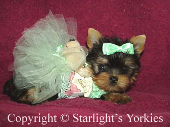 Yorkies for sale in texas, baby doll yorkies party yorkies, parti yorkies, yorkie puppies for sell, yorky for sale, yorky breeder, 