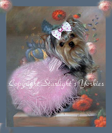 Yorkies for sale in texas, baby doll yorkies party yorkies, parti yorkies, yorkie puppies for sell, yorky for sale, yorky breeder, 