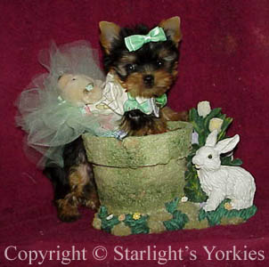 Yorkies for sale in texas, baby doll yorkies party yorkies, parti yorkies, yorkie puppies for sell, yorky for sale, yorky breeder, 