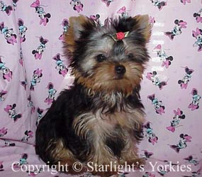 Yorkies for sale in texas, baby doll yorkies party yorkies, parti yorkies, yorkie puppies for sell, yorky for sale, yorky breeder, 