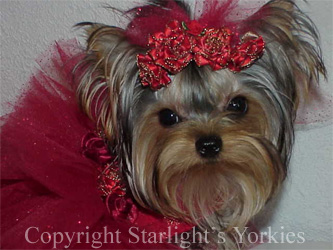 Yorkies for sale in texas, baby doll yorkies party yorkies, parti yorkies, yorkie puppies for sell, yorky for sale, yorky breeder, 