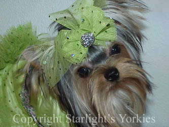 Yorkies for sale in texas, baby doll yorkies party yorkies, parti yorkies, yorkie puppies for sell, yorky for sale, yorky breeder, 