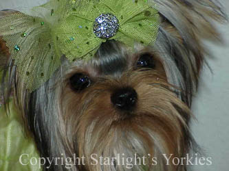 Yorkies for sale in texas, baby doll yorkies party yorkies, parti yorkies, yorkie puppies for sell, yorky for sale, yorky breeder, 