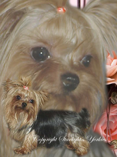 yorkies for sale, maltese for sale ,yorkie puppies for sale, dog tutu for sale ,yorkies for sale co, yorkies for sale canada,