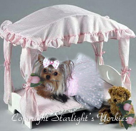 yorkie puppies for sale, yorkshire terrier, texas, party yorkies, parti yorkies, yorkie puppies for sale, yorky puppies, yorky breeder, yorkie breeder, teacup yorky,teacup