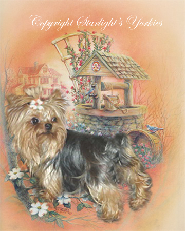 yorkies for sale, maltese for sale, dog tutu fro sale, dog dress for sale, dog clothes for sale, maltese for sale, yorkshire terriere for sale, baby doll face yorkies, apple head yorkies for sale, akc yorkies, yorkie puppies for sale, 