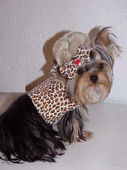 Yorkies for sale in texas, baby doll yorkies party yorkies, parti yorkies, yorkie puppies for sell, yorky for sale, yorky breeder, 