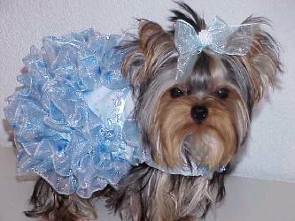 Yorkies for sale in texas, baby doll yorkies party yorkies, parti yorkies, yorkie puppies for sell, yorky for sale, yorky breeder, 