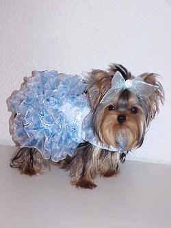 Yorkies for sale in texas, baby doll yorkies party yorkies, parti yorkies, yorkie puppies for sell, yorky for sale, yorky breeder, 