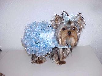 Yorkies for sale in texas, baby doll yorkies party yorkies, parti yorkies, yorkie puppies for sell, yorky for sale, yorky breeder, 