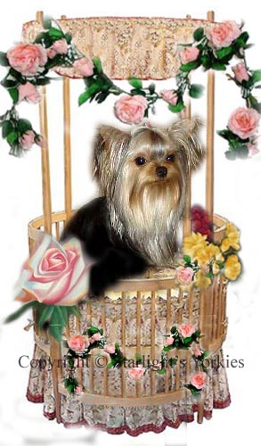 yorkie puppies for sale, yorkshire terrier, texas, party yorkies, parti yorkies, yorkie puppies for sale, yorky puppies, yorky breeder, yorkie breeder, teacup yorky,teacup