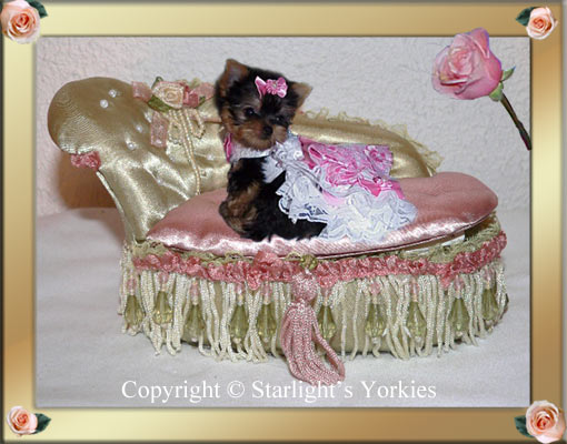 Yorkies for sale in texas, baby doll yorkies party yorkies, parti yorkies, yorkie puppies for sell, yorky for sale, yorky breeder, 