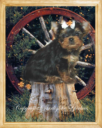 yorkshire terrier, texas, party yorkies, parti yorkies, yorkie puppies for sale, yorky puppies, yorky breeder, yorkie breeder, teacup yorky,teacup