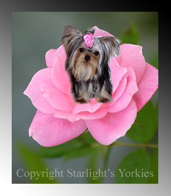 Yorkies for sale in texas, baby doll yorkies party yorkies, parti yorkies, yorkie puppies for sell, yorky for sale, yorky breeder, 