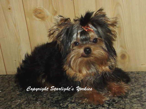 Pictures Of Yorkie Puppies. yorkie puppies,apple head,baby