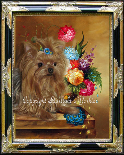 yorkie puppies for sale, yorkshire terrier, texas, party yorkies, parti yorkies, yorkie puppies for sale, yorky puppies, yorky breeder, yorkie breeder, teacup yorky,teacup